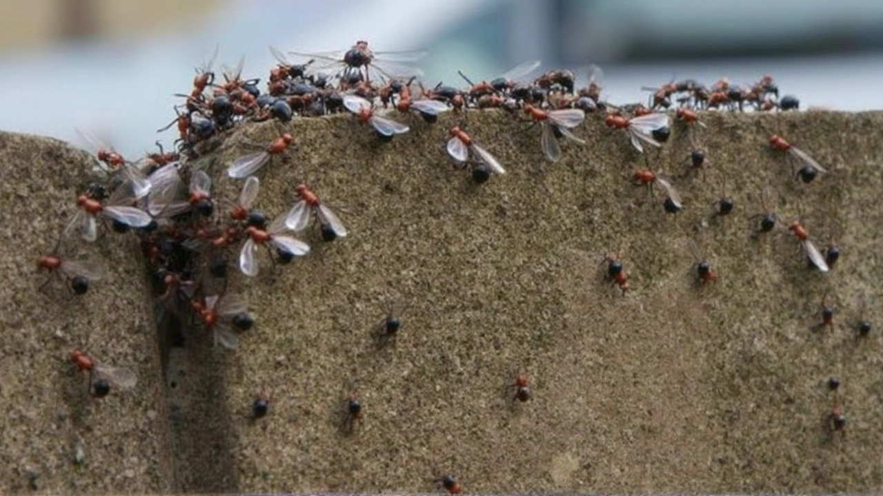 Flying Ant Day Set to Bring Record-Breaking Swarms Across the UK in 2025